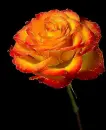 rosa