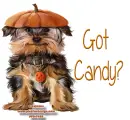 Dog with pumpkin lid on his head