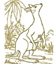 kangaroo
