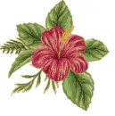 hibiscus