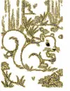 squirrel