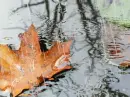 Fall Rain