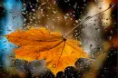 Fall Rain