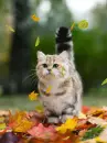 Fall Kitten