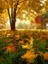 Fall