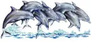 Dolphins
