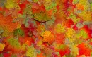 AUTUMN COLOR LEAVES BACKGROUND