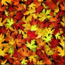 Autumn Leaves
