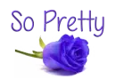 Purple Flower