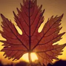 Fall Leaf