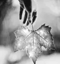 Fall Leaf
