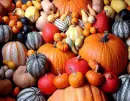 Fall Harvest