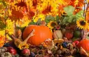 Fall Harvest