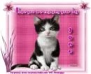 Pretty in pink Kitty - Jane