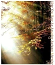 HOPE YOU HAVE AN AMAZING AUTUMN MORNING 
