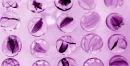 SomethingInTheWaterViolet