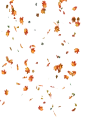 Falling Autumn Leaves Animation Transparent Background