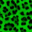 LikeAnAnimalGreen