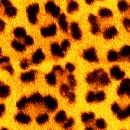 LikeAnAnimalGold