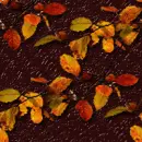 Fall Leaves