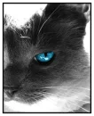 cute cat