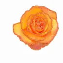 Orange Rose