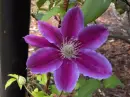 Clematis in Bloom