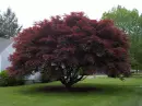Beautiful Japanese Tree