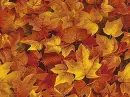 Fall Leaves