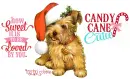 Candy Cane Cutie