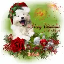 Merry Chrismas
