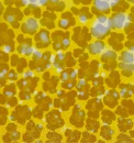 TheLionSleepsTonightGold