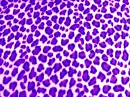 CoolCatPurple