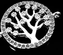 AnOliveTreeGray