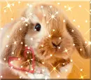 Bunny Love