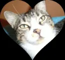 kedi