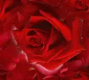 Red Rose