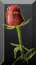 Ã§iÃ§ek
