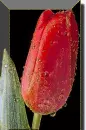 lale
