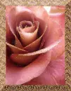 resim