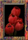 tulip