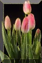 tulip