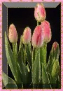 tulip