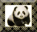panda