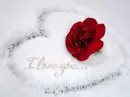 ILY (Snowheart &Rose)