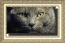 kedi