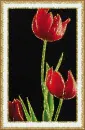 tulip