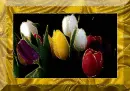 tulip