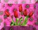 tulip