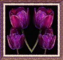 tulip